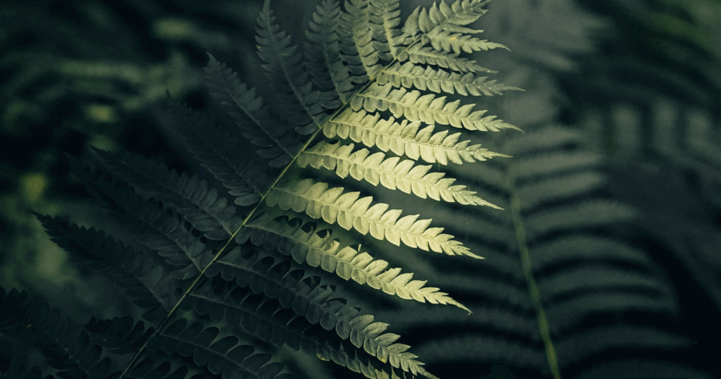 Bioplastics: The Environmental Benefits 15 - Benviro