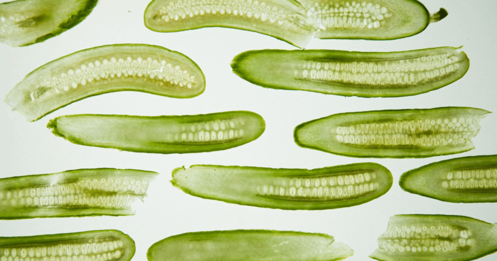 Bioplastics from Organic Waste: A Sustainable Solution to Reduce Pollution 1 - Benviro