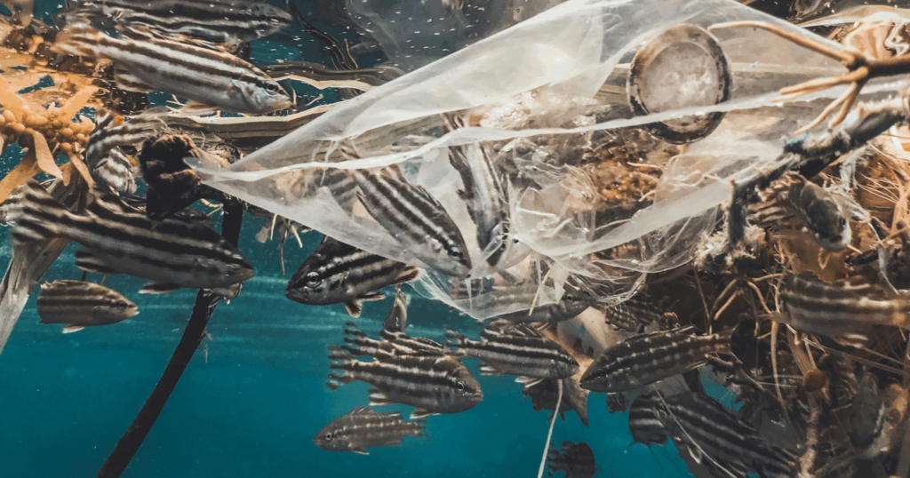 The Hidden Impact of Plastics: An Underestimated Threat to Marine Ecosystems 10 - Benviro